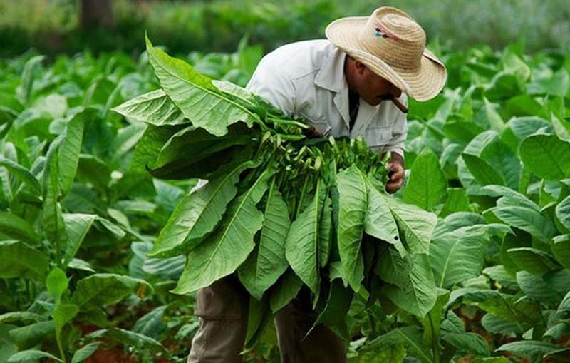 Cây thuốc lá được trồng nhiều ở các tỉnh phía Bắc
