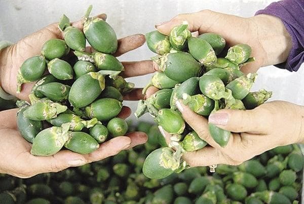 Dùng quả cau có thể làm răng trắng bóng trong 5 phút khiến ai cũng phải bất ngờ
