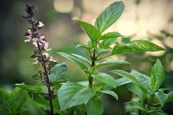 Răng trắng bóng trong 5 phút với Rau húng quế
