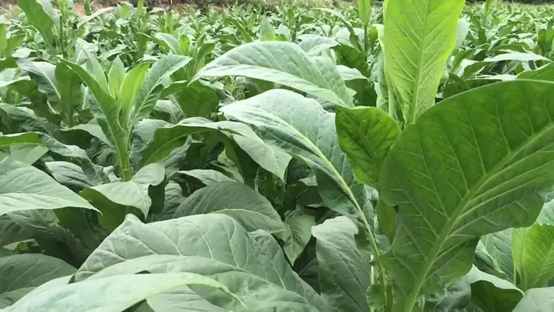 Vườn cây thuốc lá được trồng lại Vĩnh Phúc
